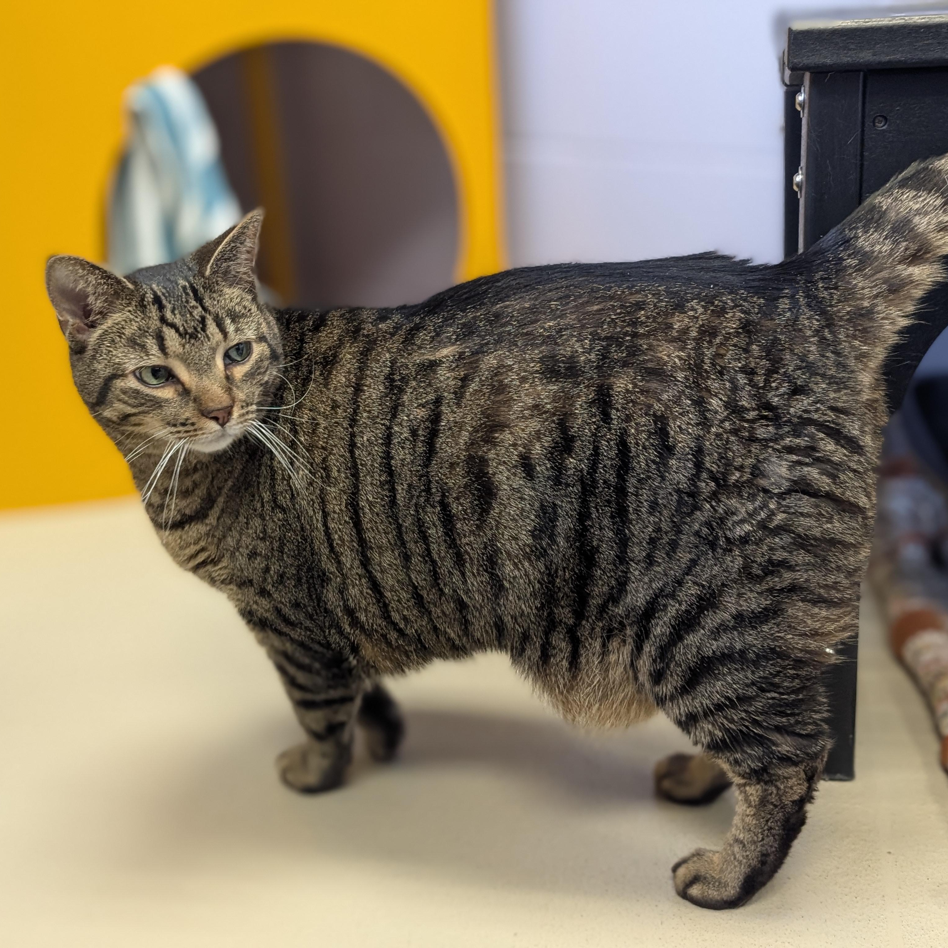 Enlarge Zod, an adoptable Domestic Short Hair in Jefferson, WI image 3/3