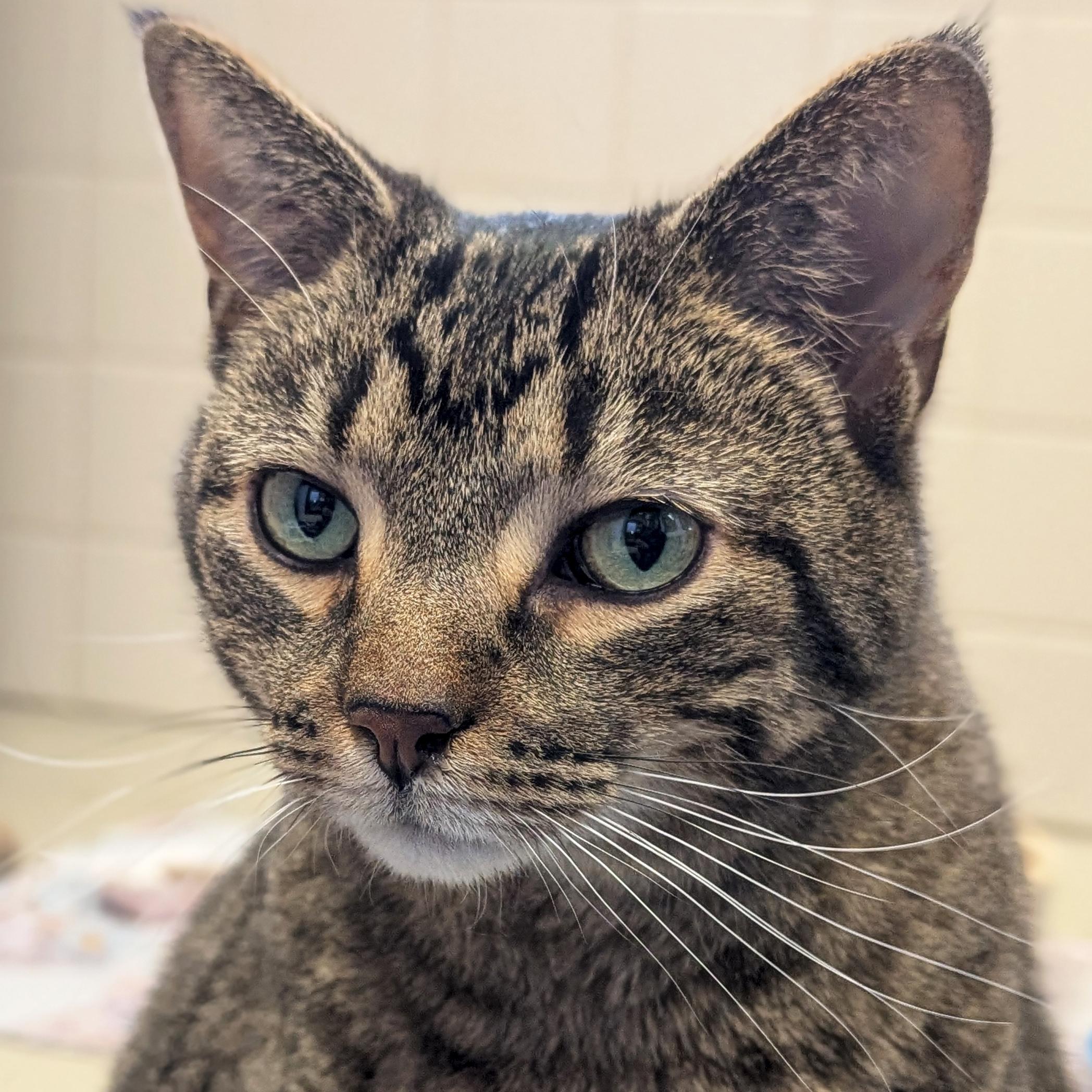 Enlarge Zod, an adoptable Domestic Short Hair in Jefferson, WI image 1/3
