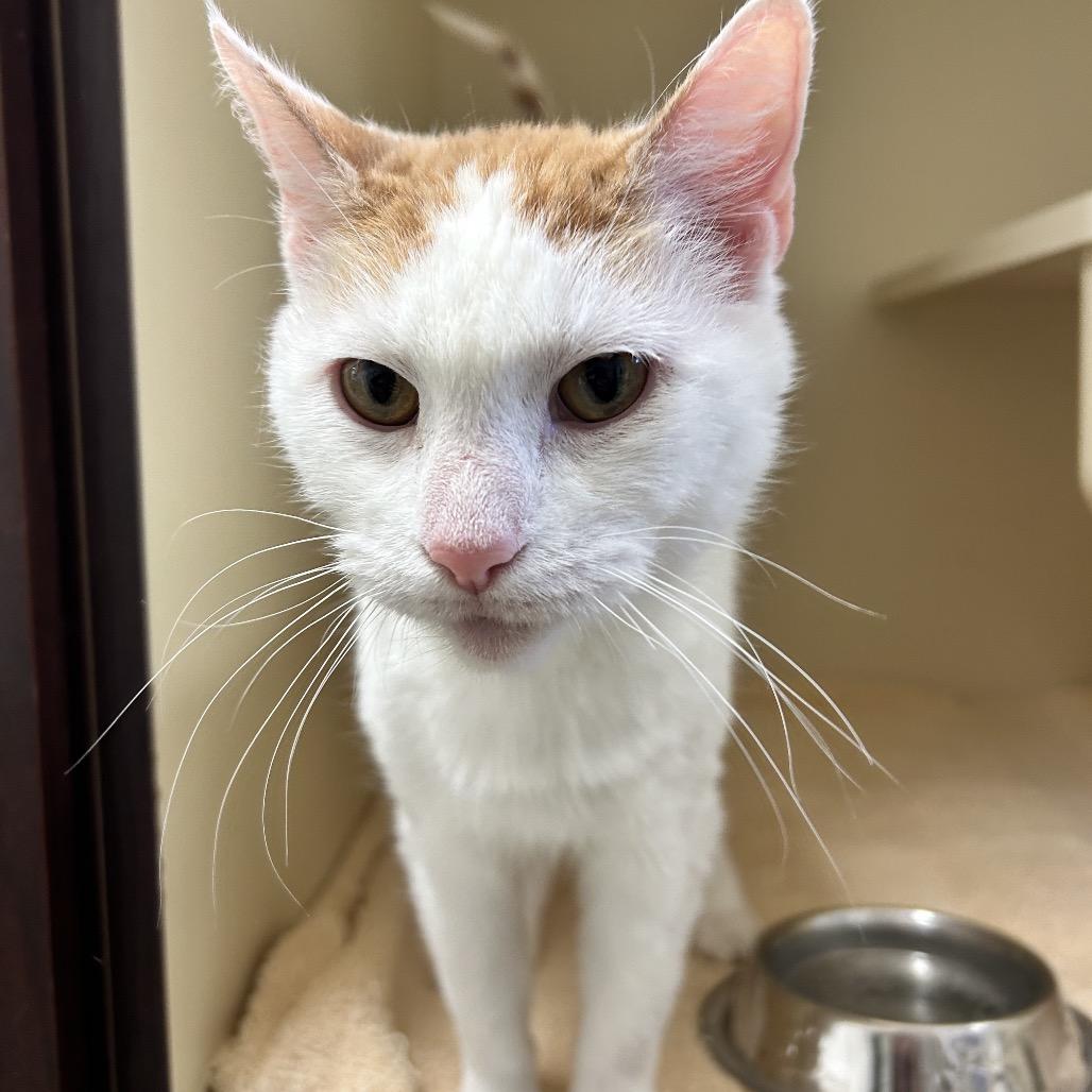 Topaz, Adoptable, Adult Female Domestic Short Hair.