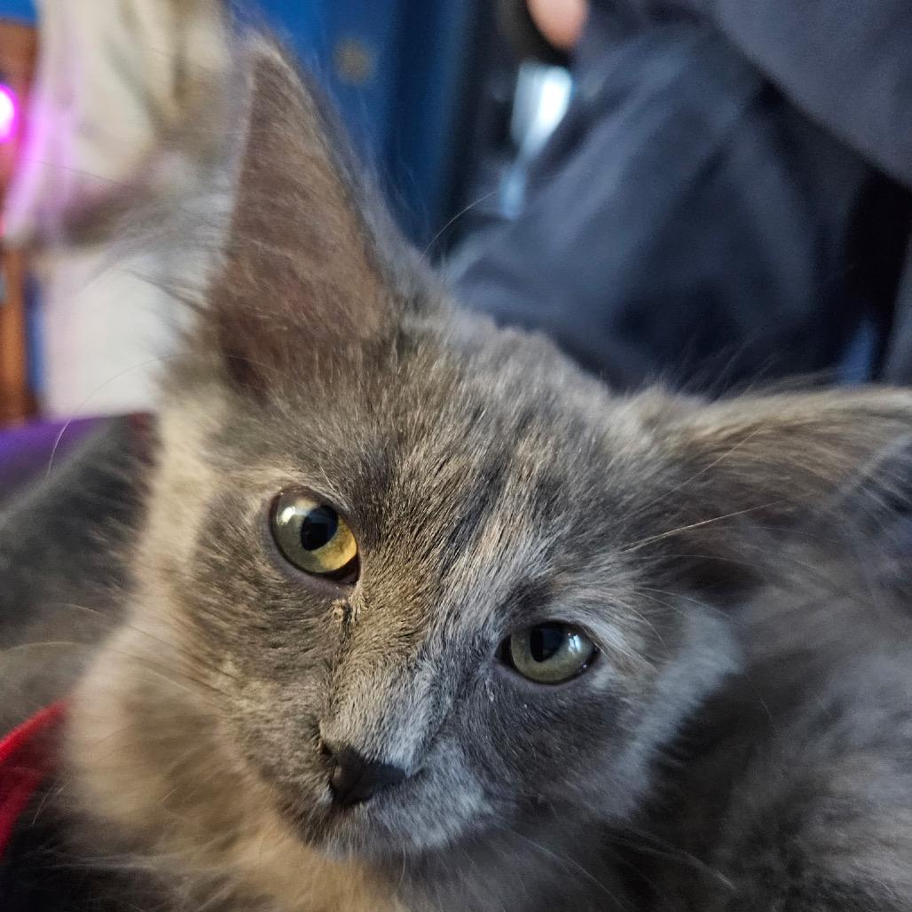 Kiwi — thumbnail 2