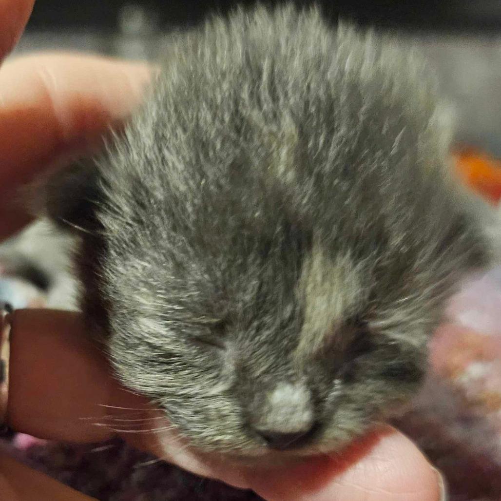 Kiwi — thumbnail 3