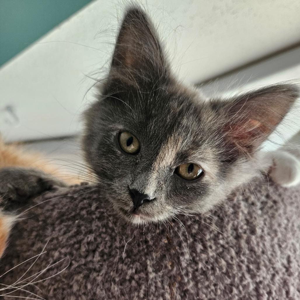 Kiwi — thumbnail 4