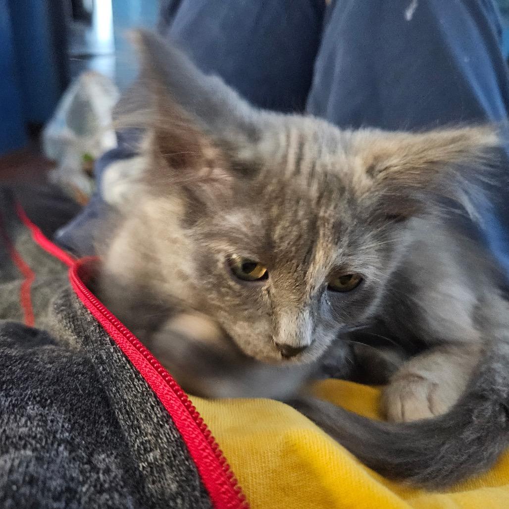 Kiwi — thumbnail 5