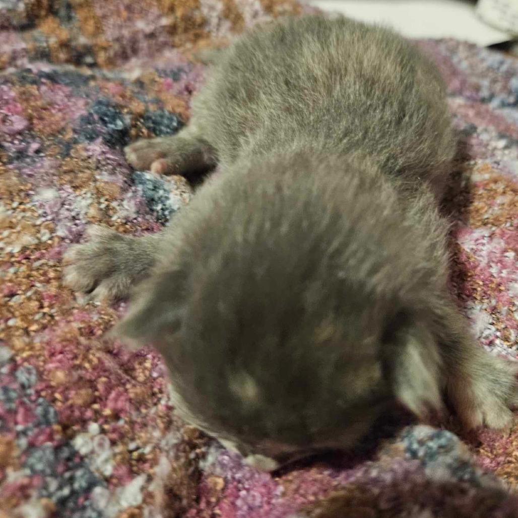 Kiwi — thumbnail 6