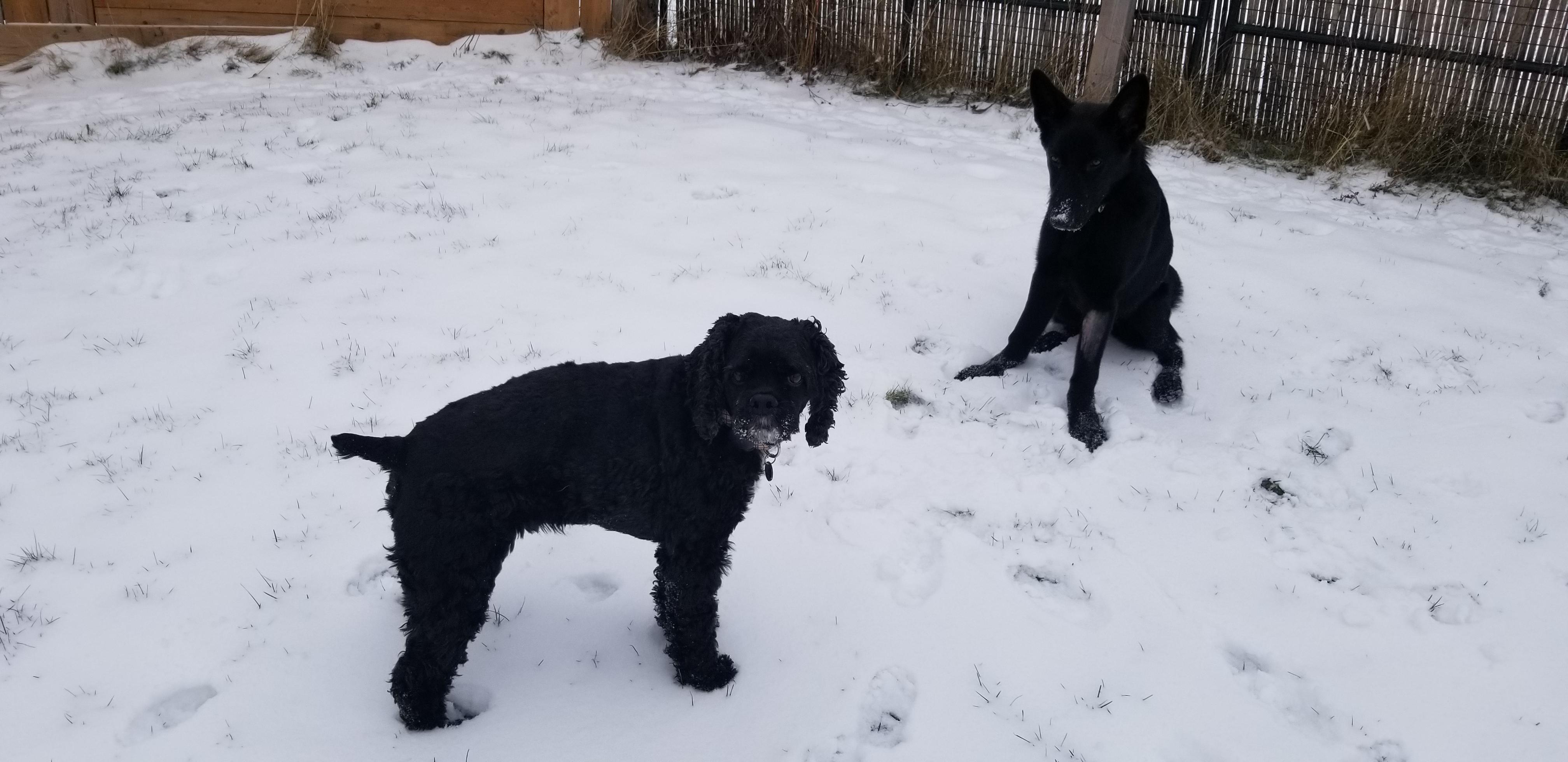 Enlarge jet, a ADOPTABLE German Shepherd Dog in Tottenham, ON image 4/5