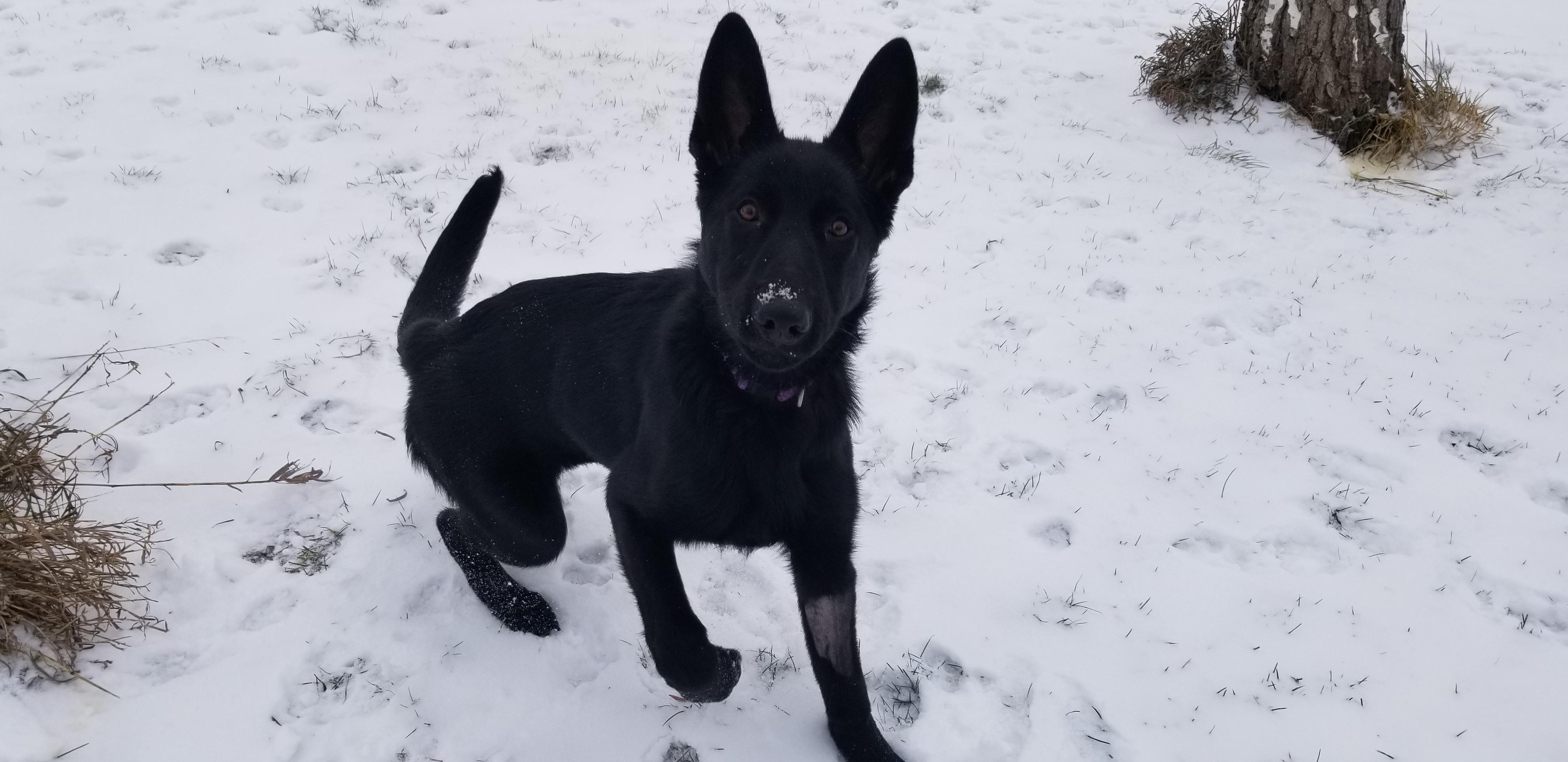 Enlarge jet, a ADOPTABLE German Shepherd Dog in Tottenham, ON image 2/5