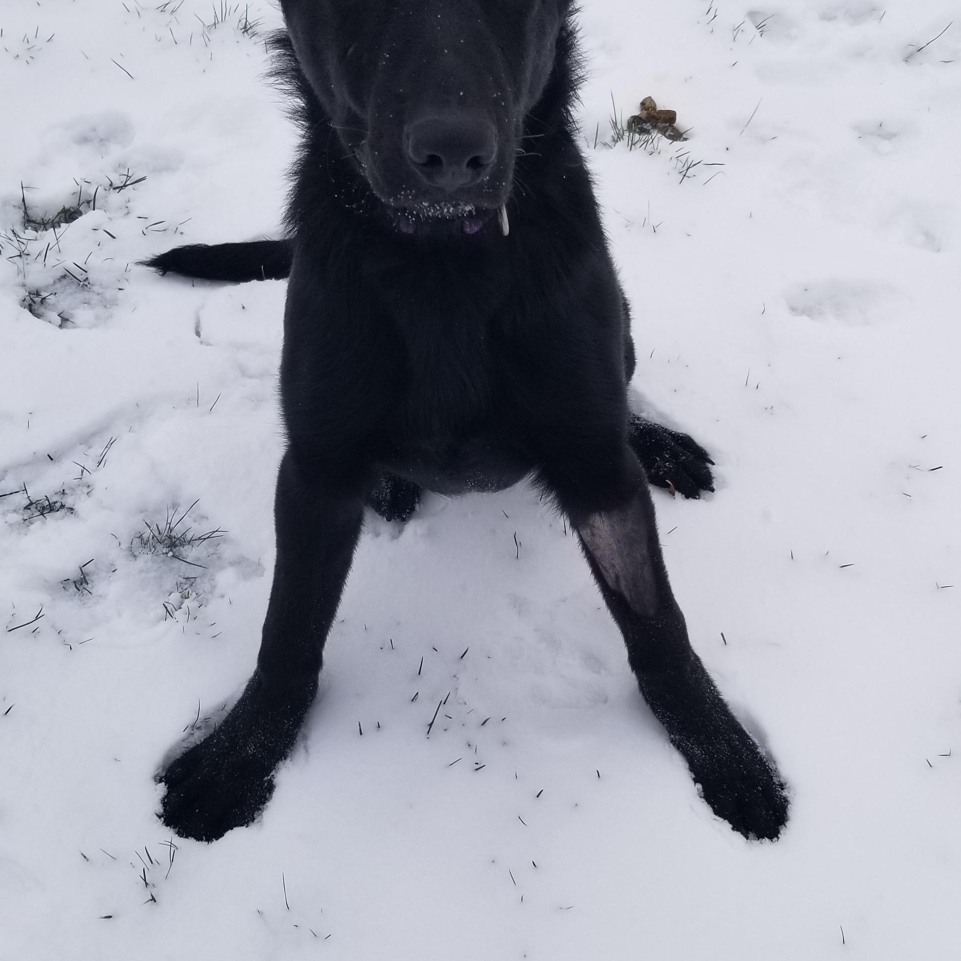 Enlarge jet, a ADOPTABLE German Shepherd Dog in Tottenham, ON image 1/5