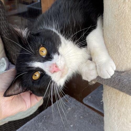 Carl, Adoptable, Young Male Tuxedo & Domestic Short Hair.