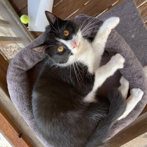 Enlarge Carl, a Adoptable mixed breed in Knoxville, TN image 2/6