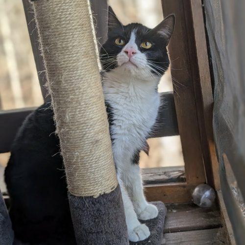 Enlarge Carl, a Adoptable mixed breed in Knoxville, TN image 4/6