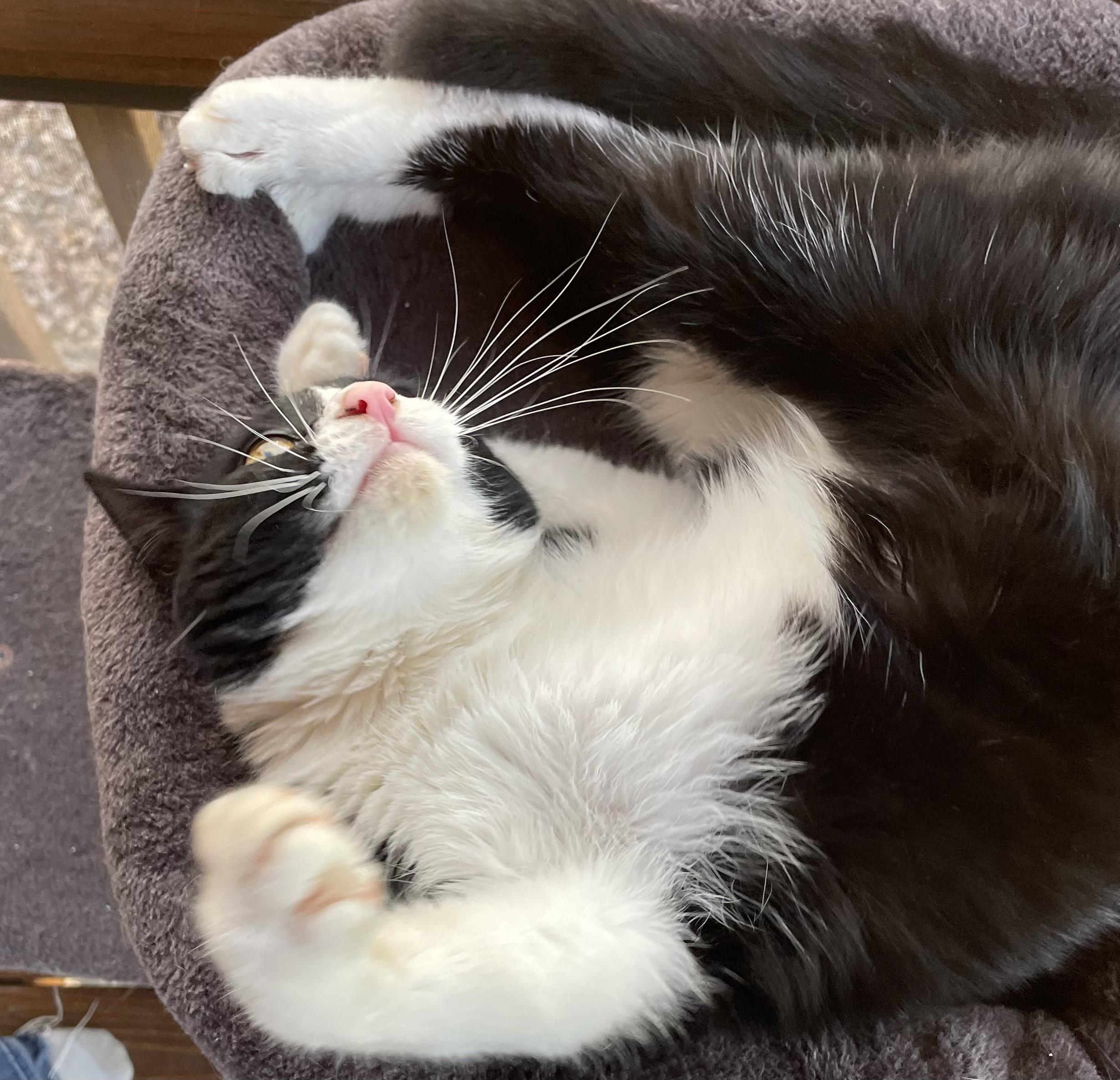 Enlarge Carl, a Adoptable mixed breed in Knoxville, TN image 5/6