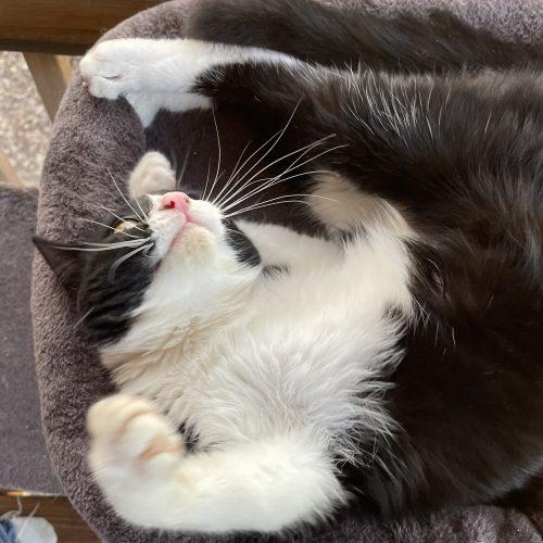 Enlarge Carl, a Adoptable mixed breed in Knoxville, TN image 6/6