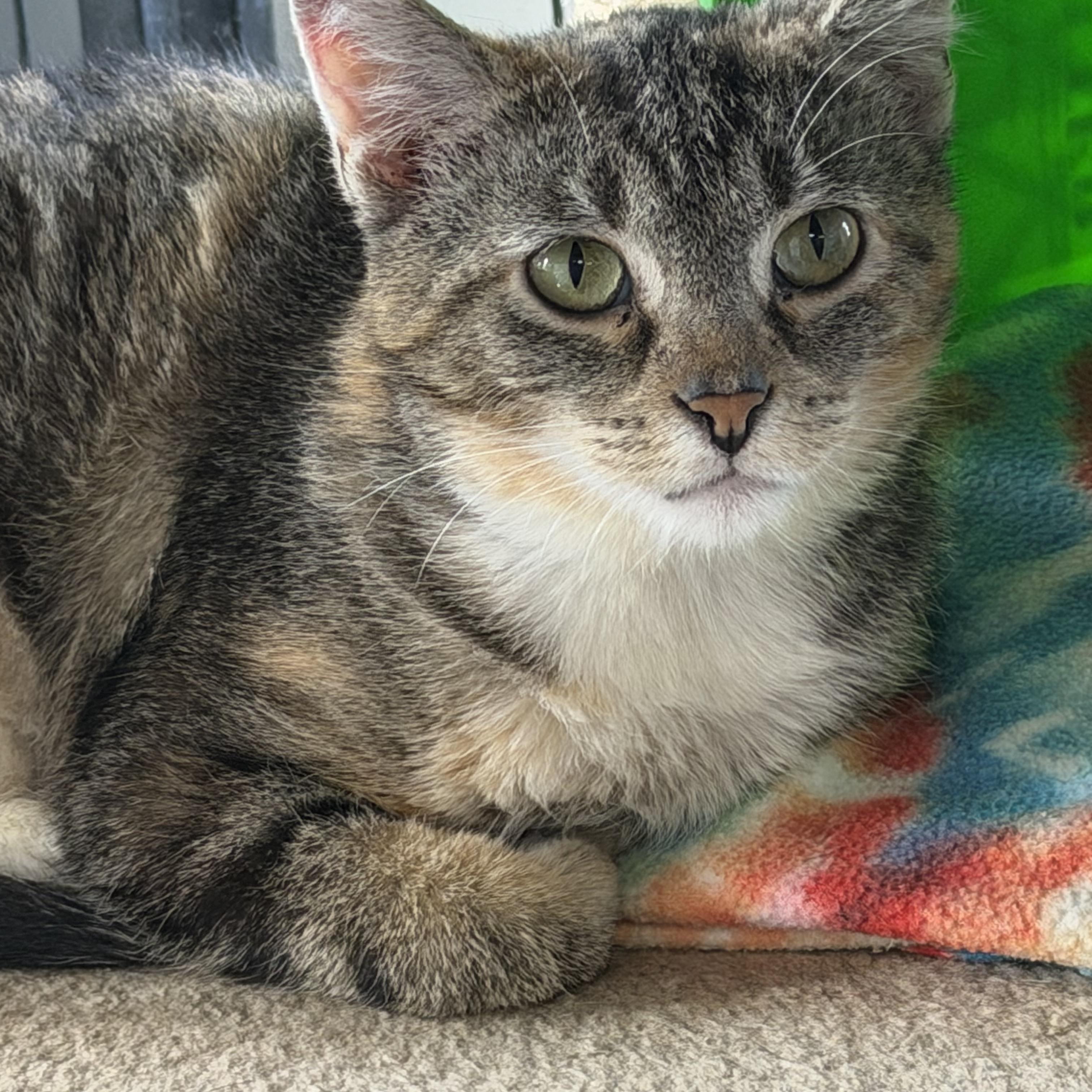Patches, ADOPTABLE, Adult Female Domestic Short Hair.