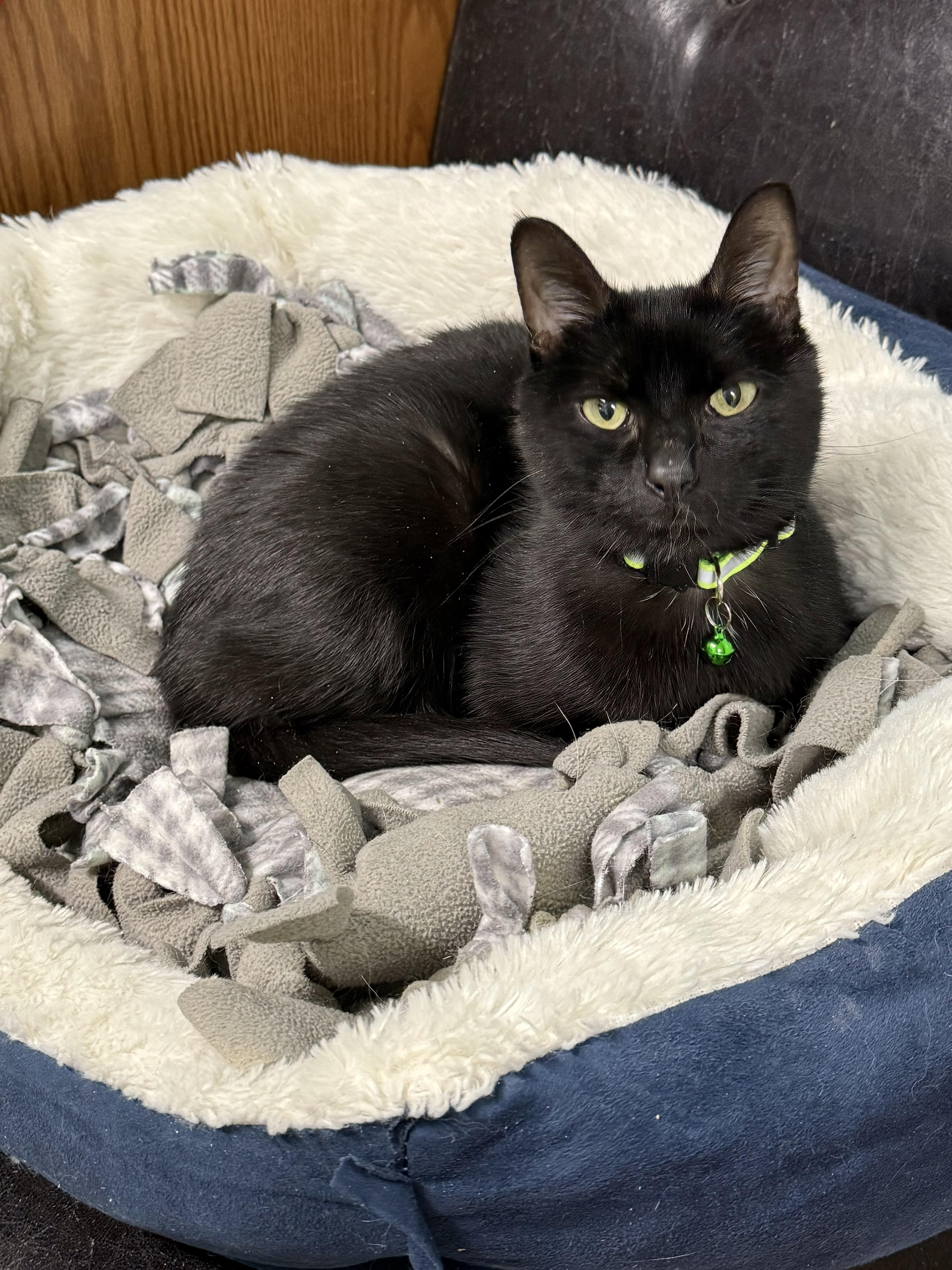 Billie, ADOPTABLE, Adult Female Domestic Short Hair.