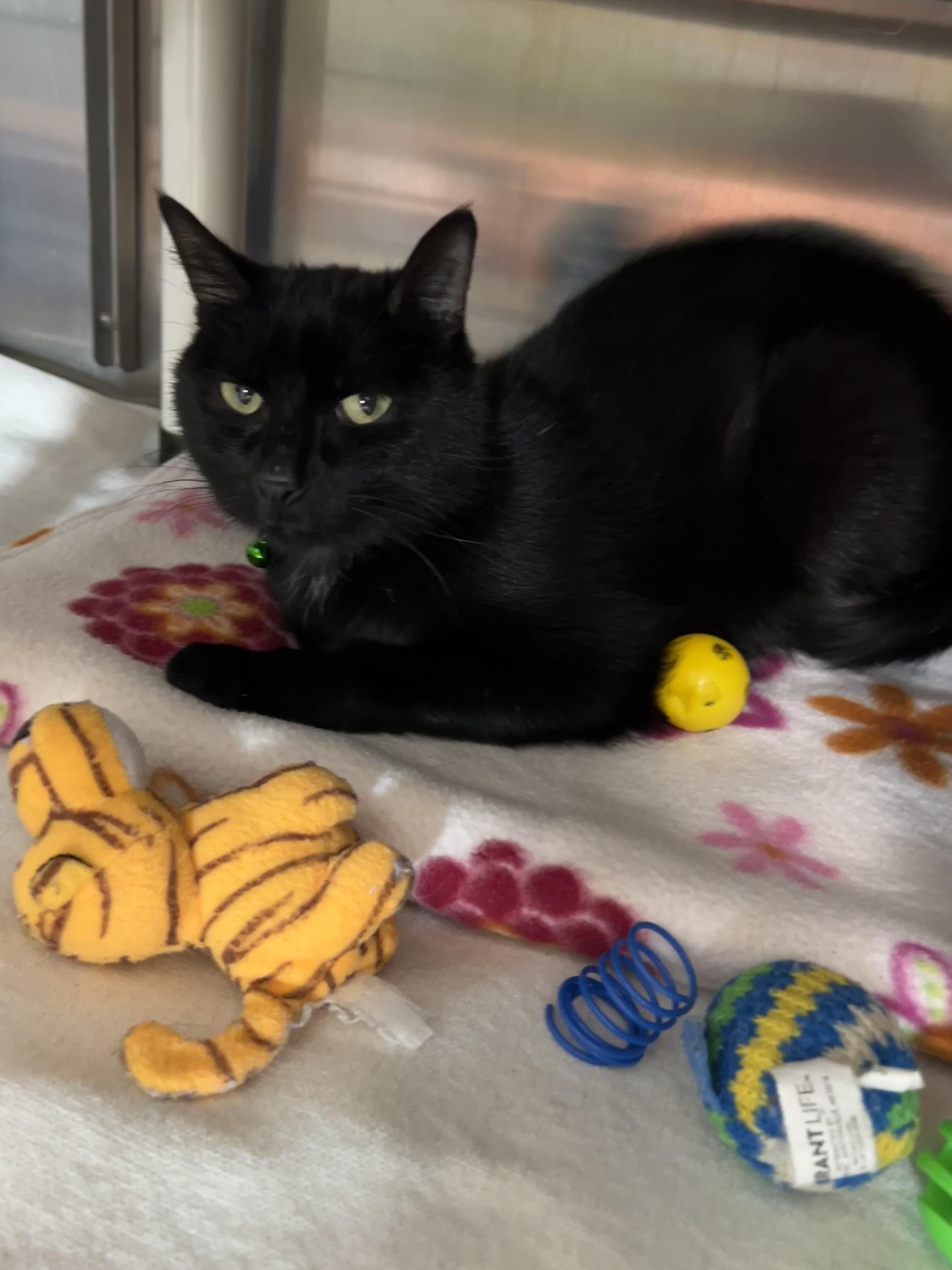 Billie, a ADOPTABLE Domestic Short Hair in Jamestown, ND image 2/2
