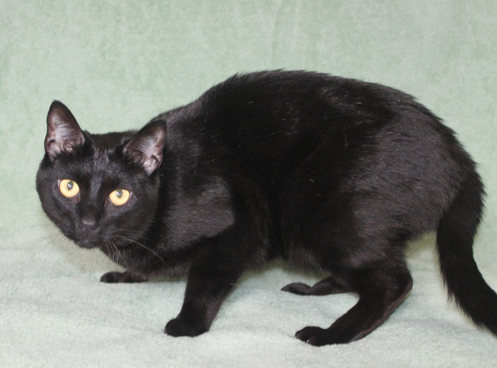Bemo - 44075, Adoptable, Adult Male Domestic Short Hair.