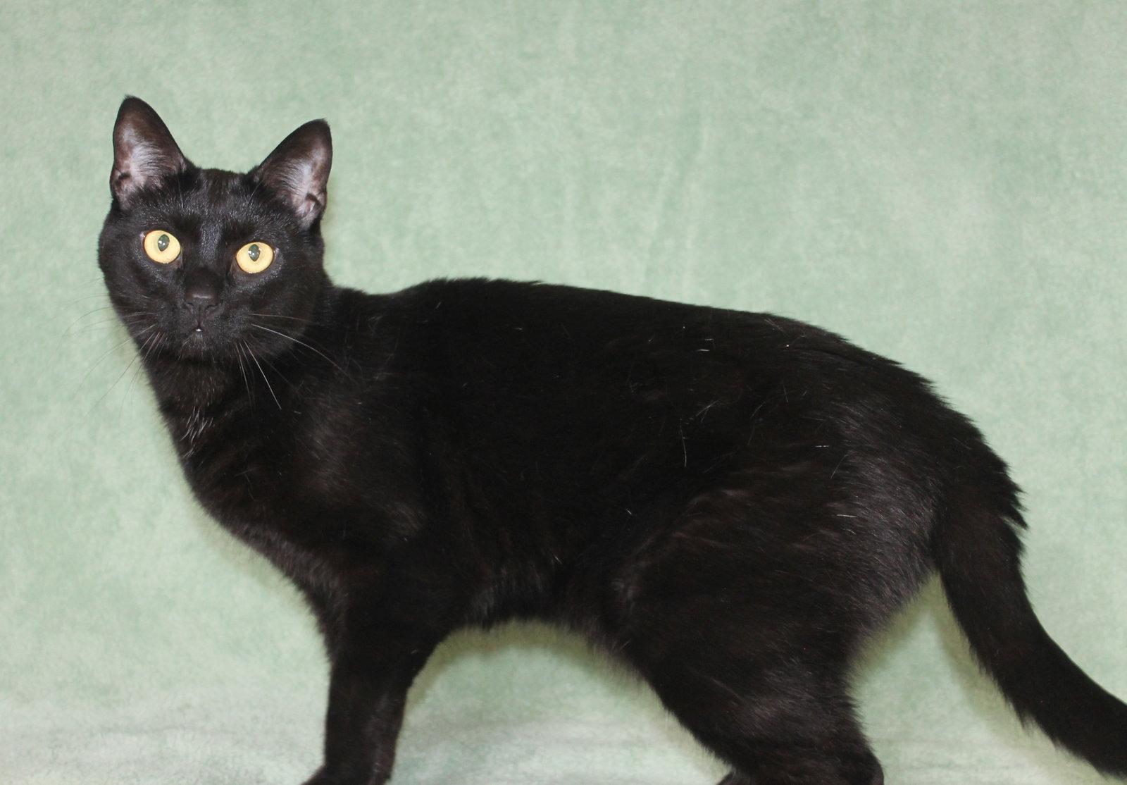 Bemo - 44075, a Adoptable Domestic Short Hair in Prattville, AL image 2/3