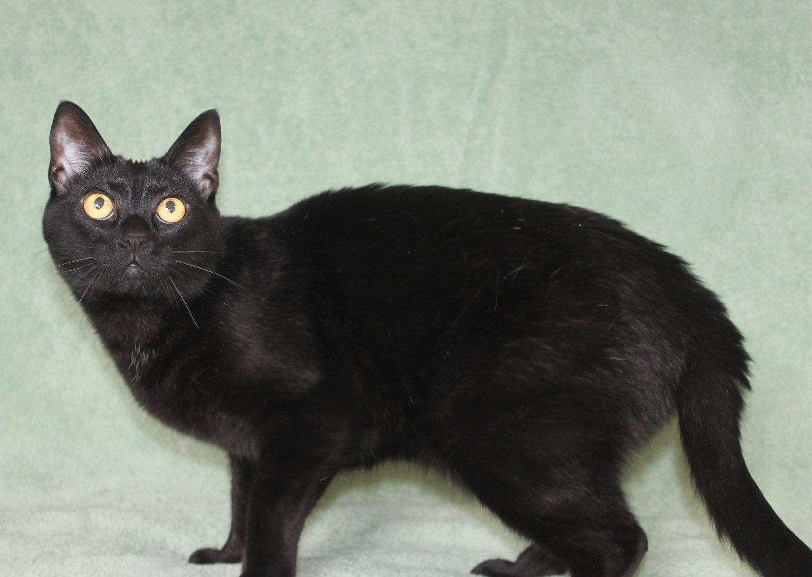 Bemo - 44075, a Adoptable Domestic Short Hair in Prattville, AL image 3/3