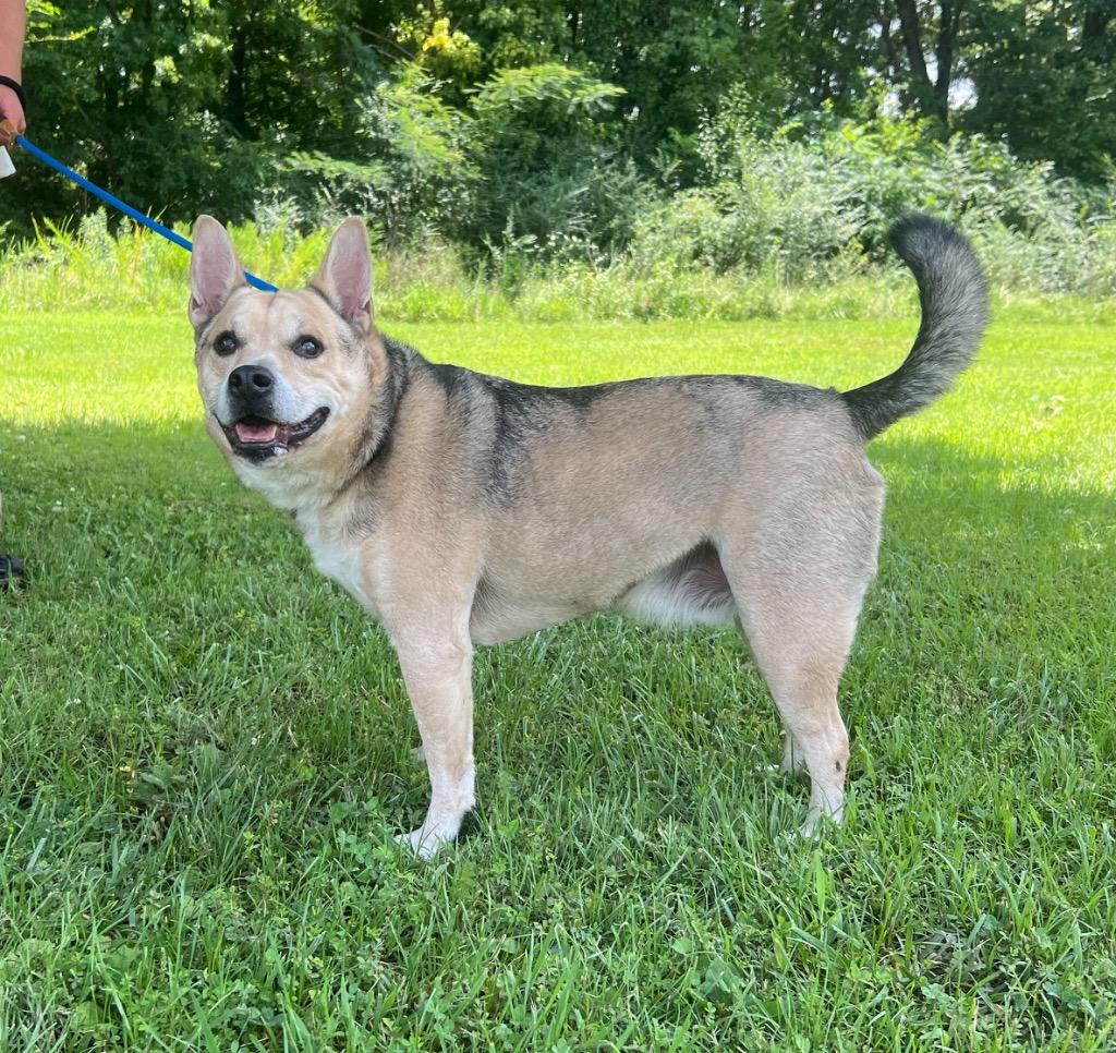 Sammy (Axel), Adopted, Adult Male Mixed Breed.
