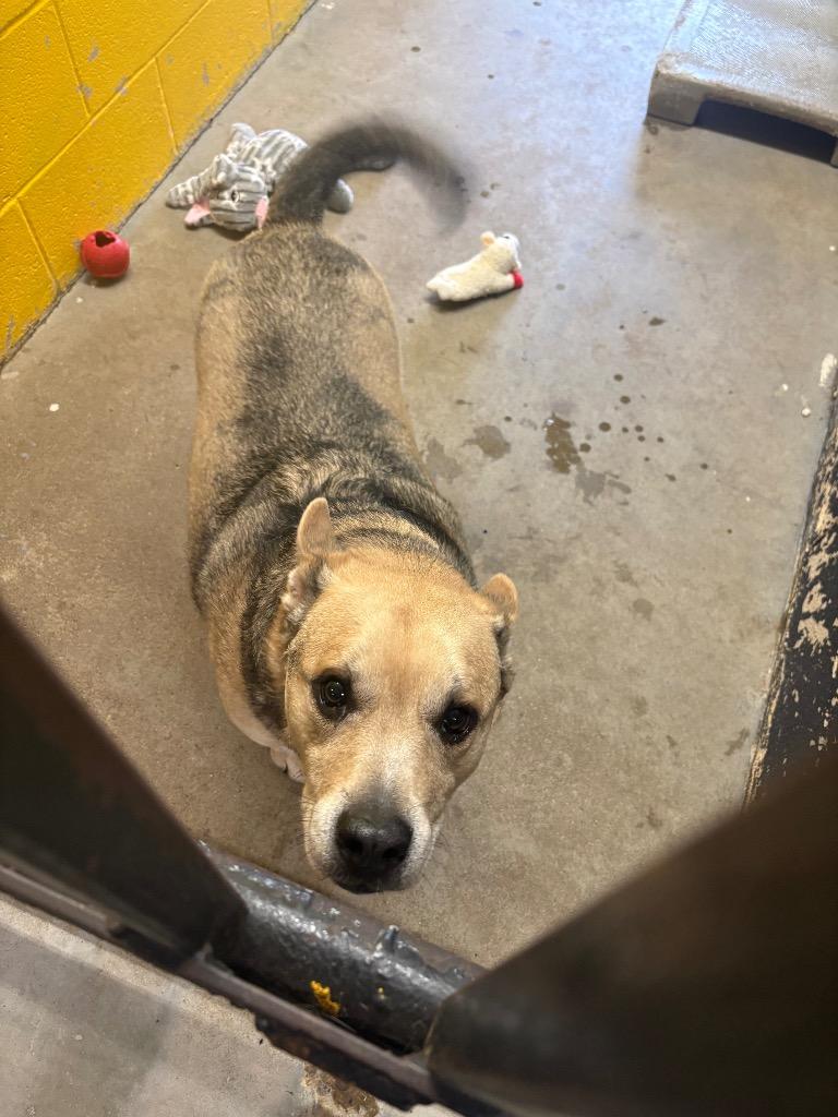 Enlarge Sammy (Axel), a Adopted mixed breed in Murray, KY image 2/5