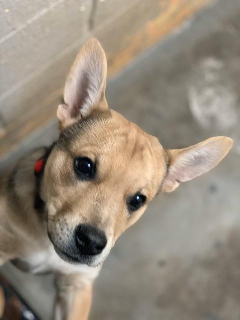 Enlarge Sammy (Axel), a Adopted mixed breed in Murray, KY image 4/5
