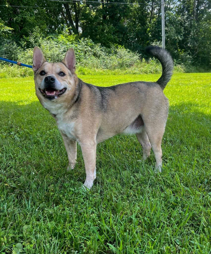 Enlarge Sammy (Axel), a Adopted mixed breed in Murray, KY image 5/5