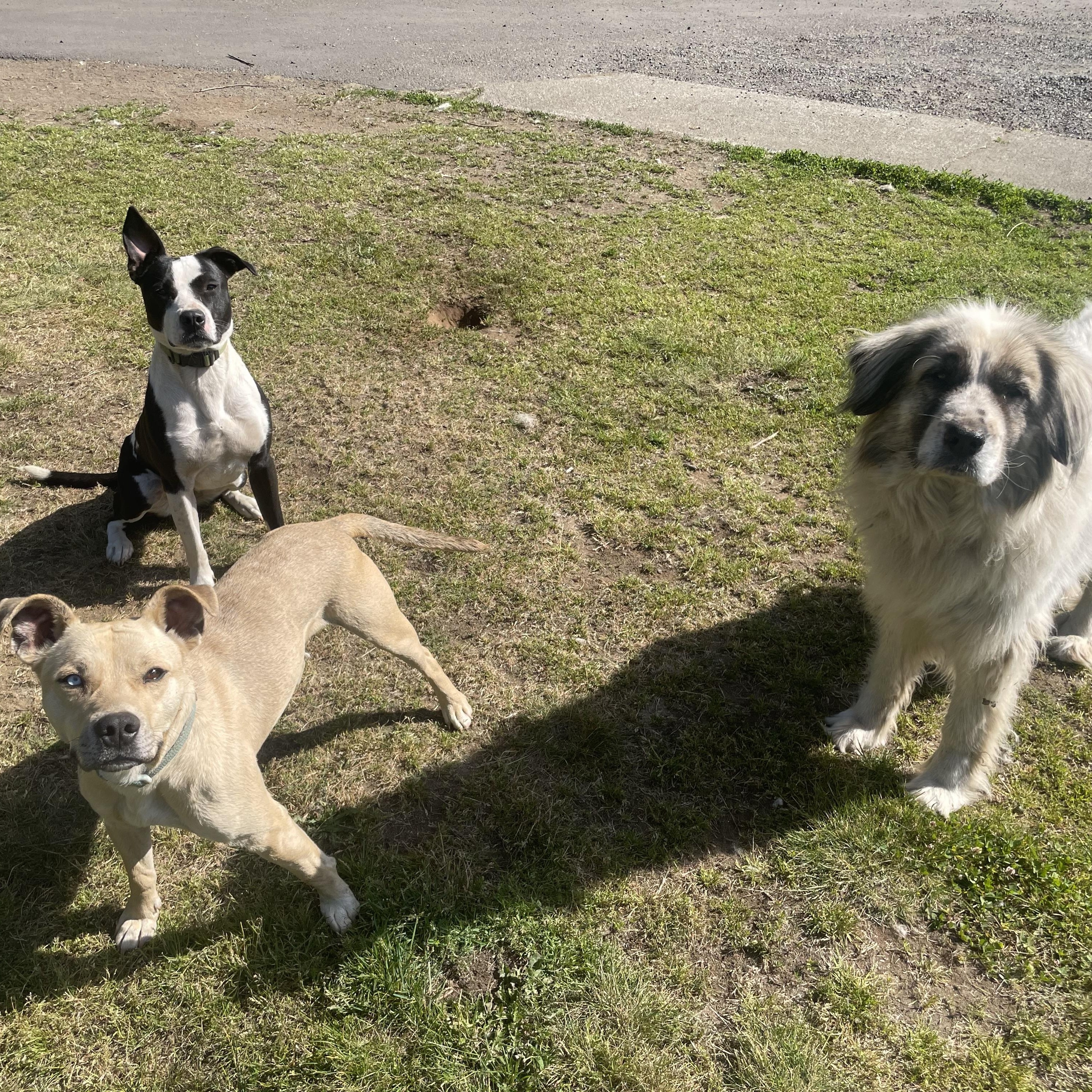 Pistol, a Adoptable mixed breed in Ferndale, WA image 5/5