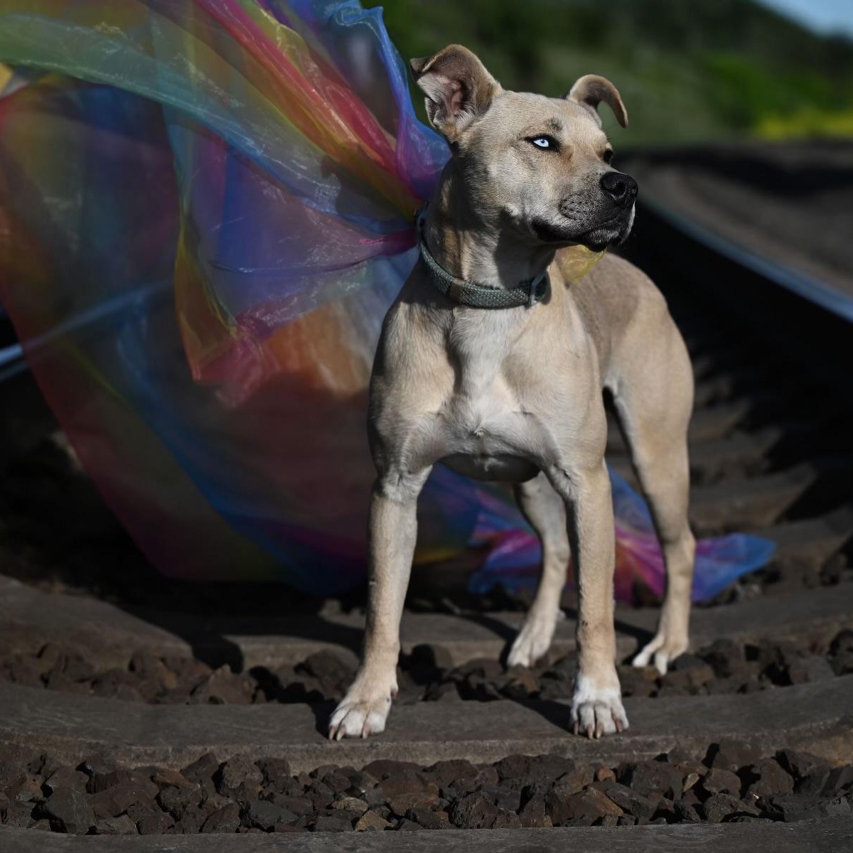Pistol, a Adoptable mixed breed in Ferndale, WA image 4/5