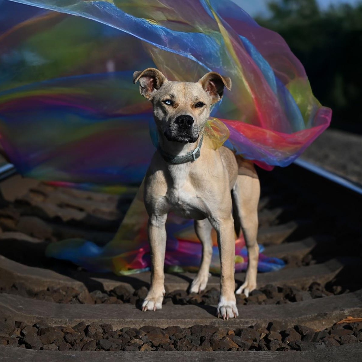 Pistol, a Adoptable mixed breed in Ferndale, WA image 1/5