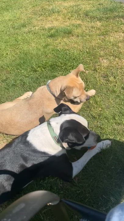 Enlarge Pistol, a Adoptable mixed breed in Ferndale, WA video 2/5