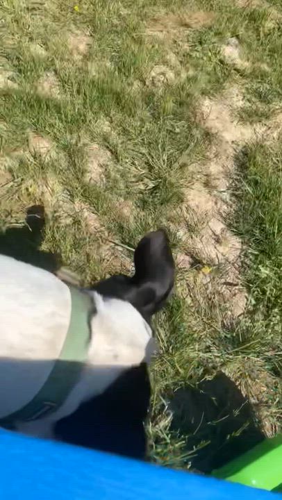 Enlarge Pistol, a Adoptable mixed breed in Ferndale, WA video 3/5