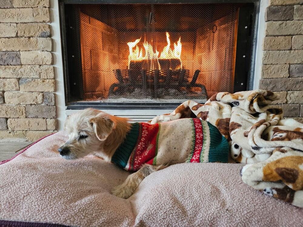 Jaq, Adoptable, Senior Male Schnauzer.