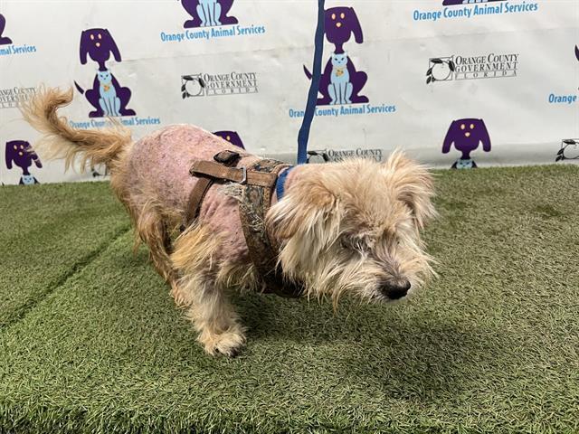 Jaq, a Adoptable mixed breed in Melbourne Beach, FL image 2/5