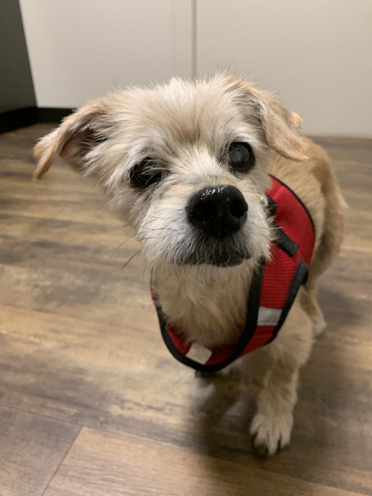 Jaq, a Adoptable mixed breed in Melbourne Beach, FL image 3/5