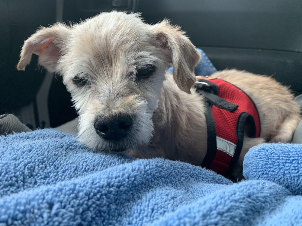 Jaq, a Adoptable mixed breed in Melbourne Beach, FL image 4/5