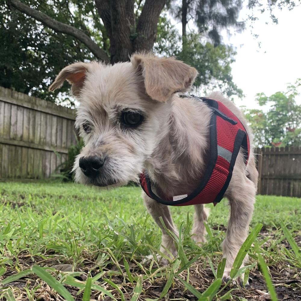 Jaq, a Adoptable mixed breed in Melbourne Beach, FL image 5/5