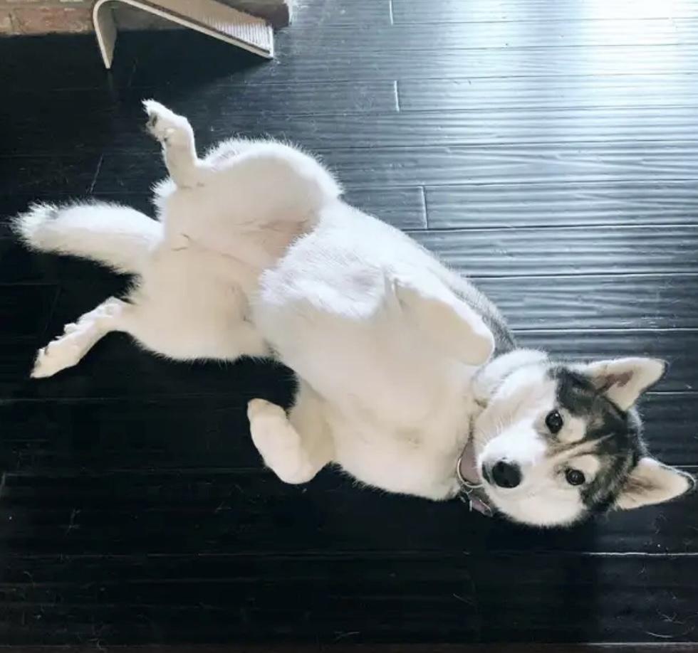 Taloh, an adopted Siberian Husky in Menifee, CA image 6/6