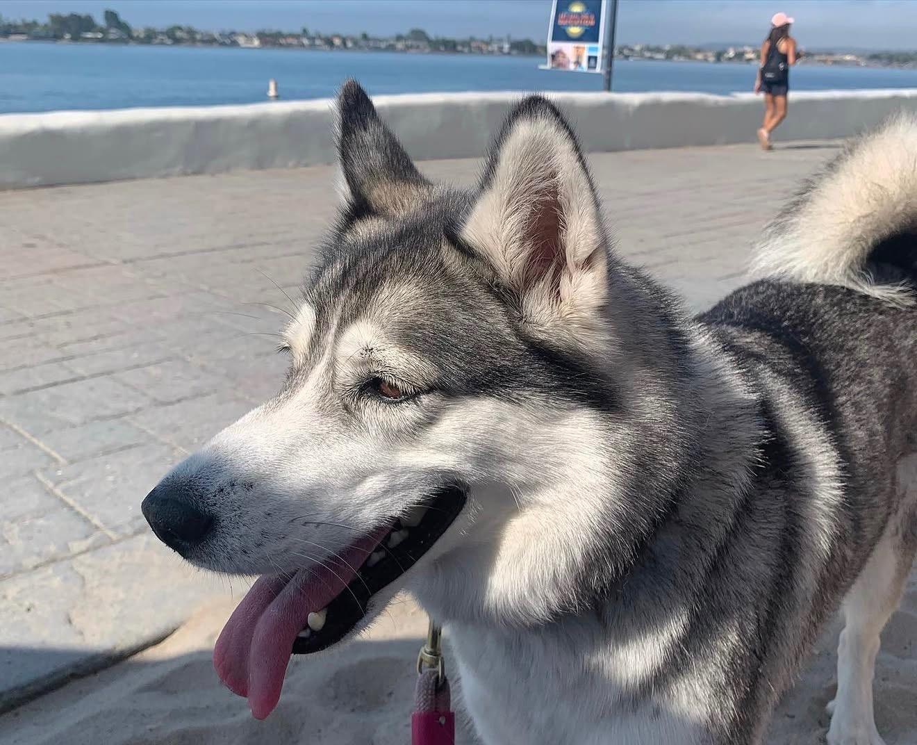 Taloh, an adopted Siberian Husky in Menifee, CA image 2/6