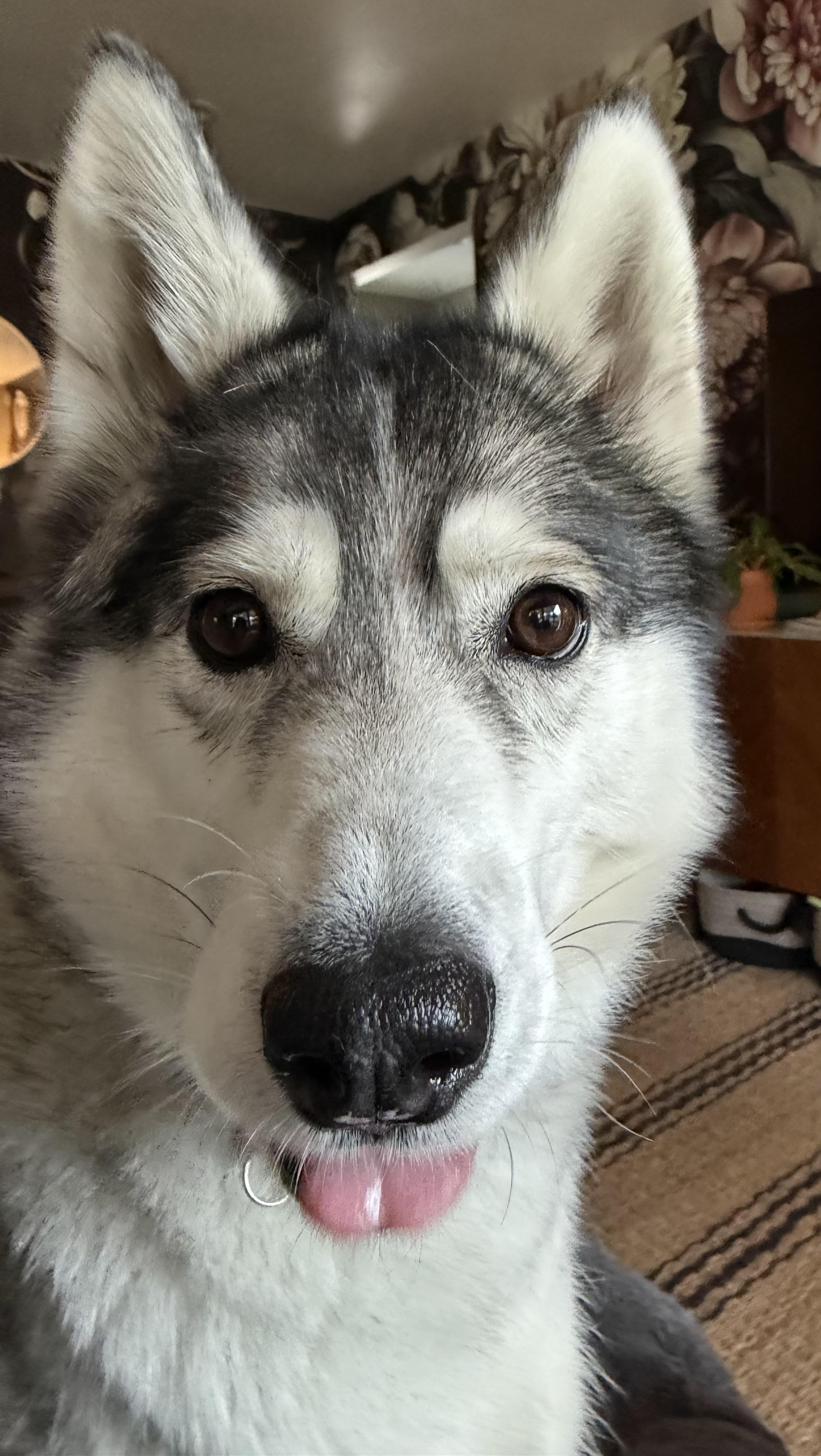 Taloh, an adopted Siberian Husky in Menifee, CA image 4/6