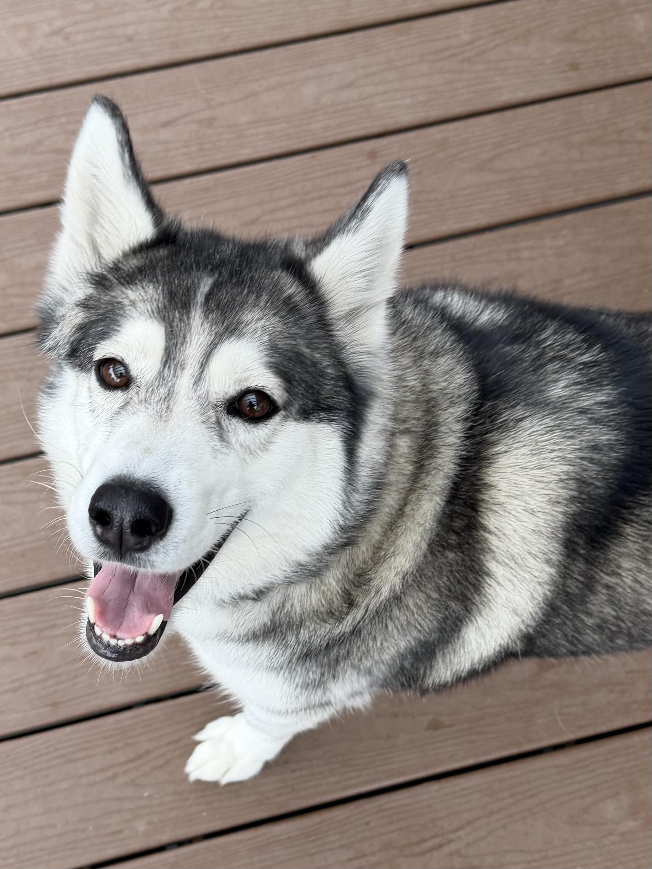 Taloh, adopted, Adult Female Siberian Husky.