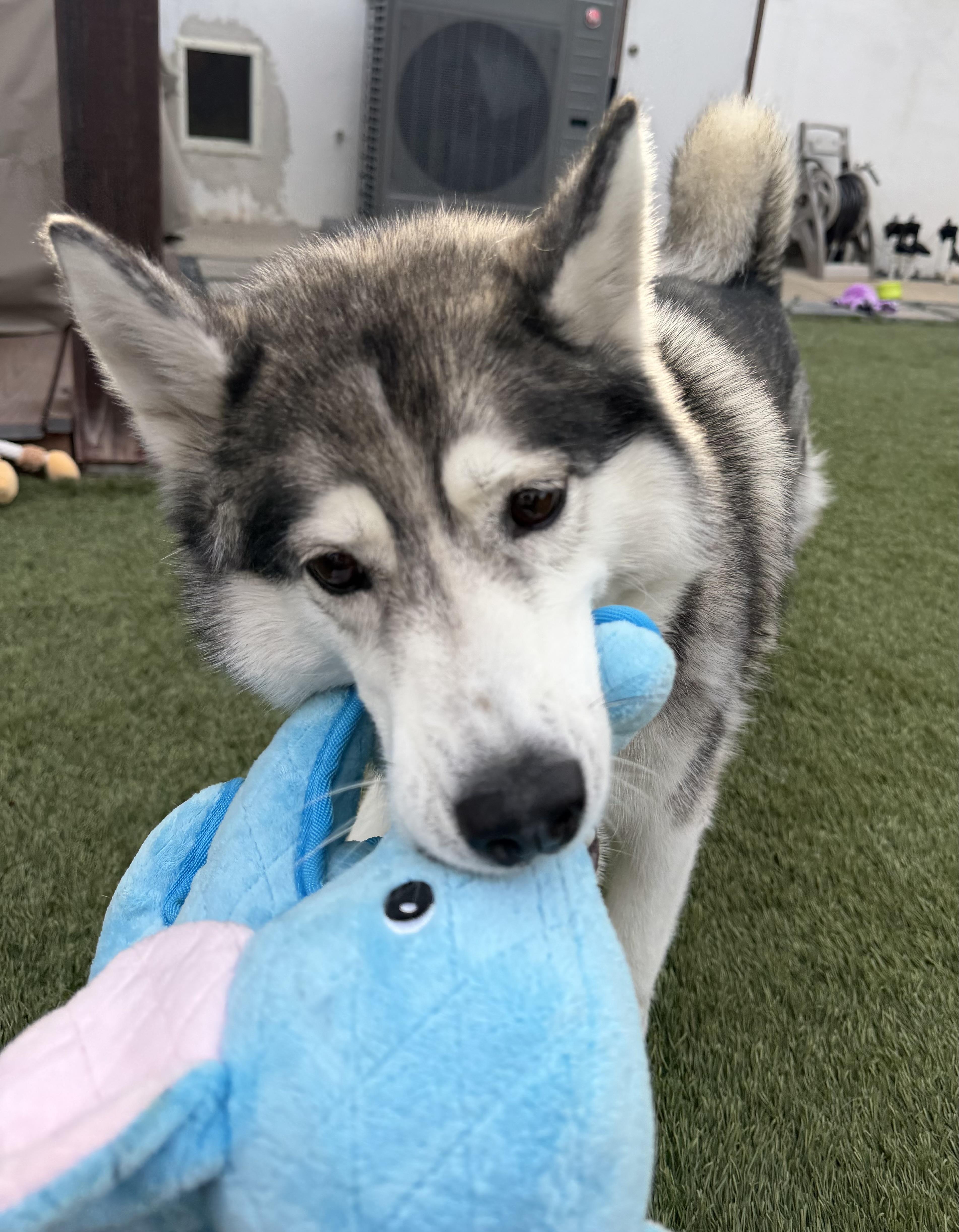 Taloh, an adopted Siberian Husky in Menifee, CA image 5/6