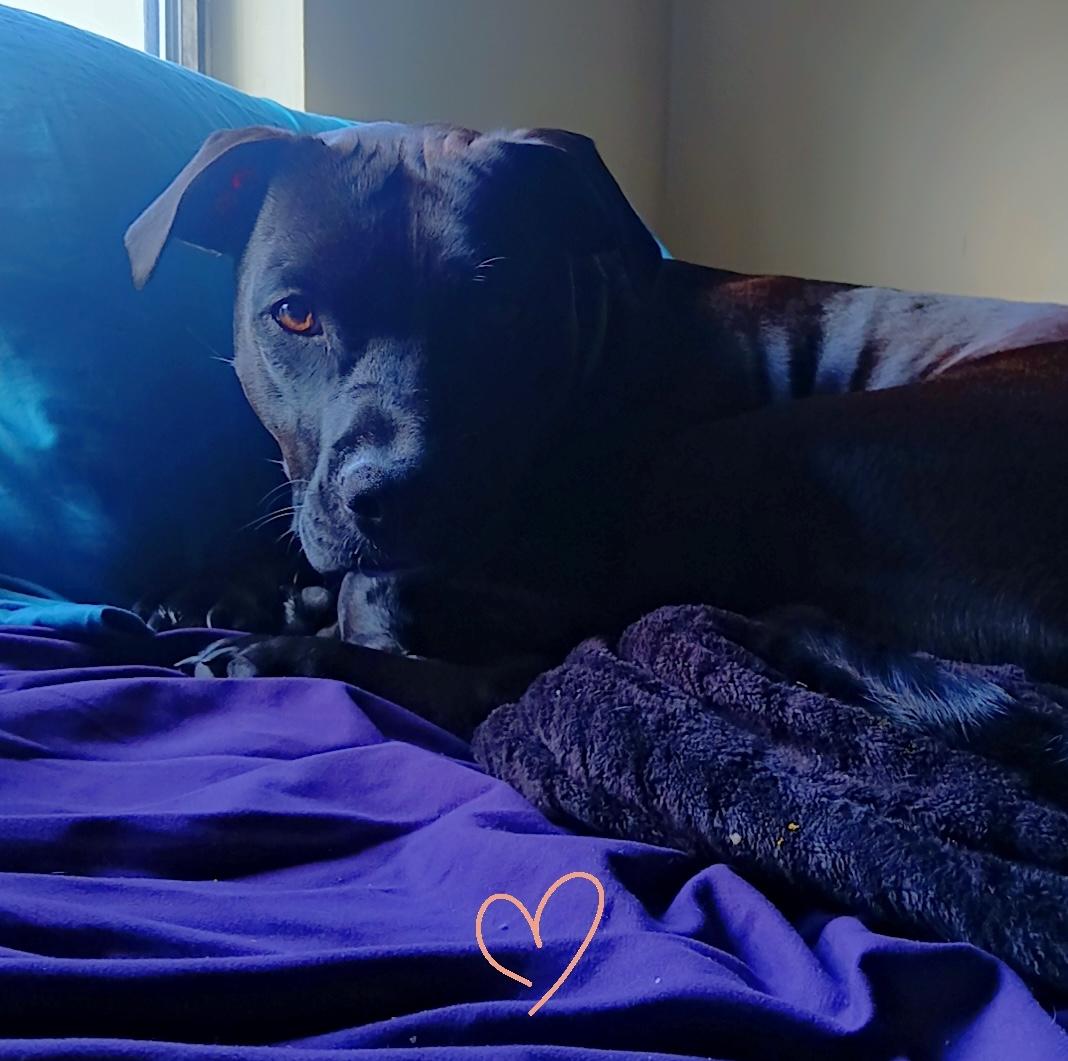 Enlarge Stella **Community post**, a Adoptable mixed breed in Floyd, VA image 2/4