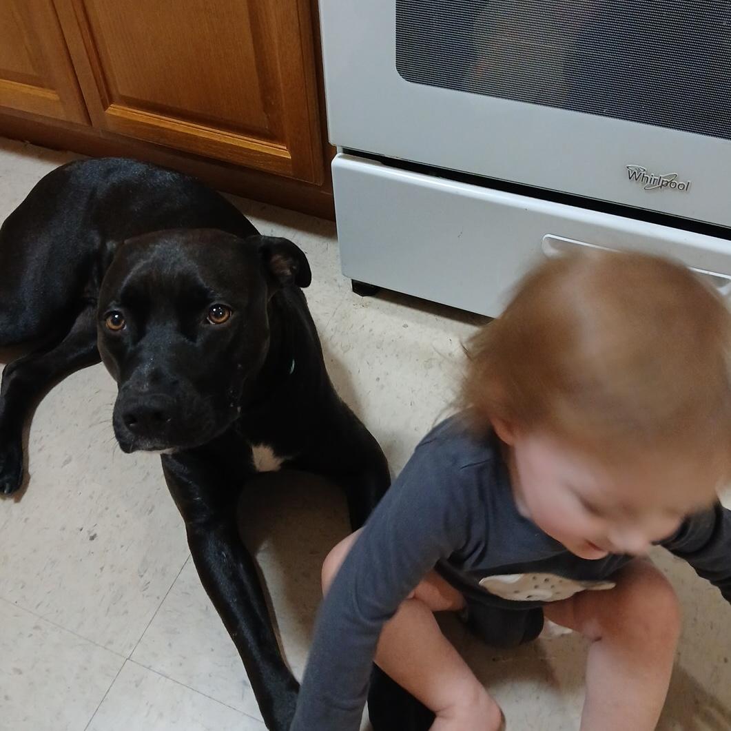 Enlarge Stella **Community post**, a Adoptable mixed breed in Floyd, VA image 3/4