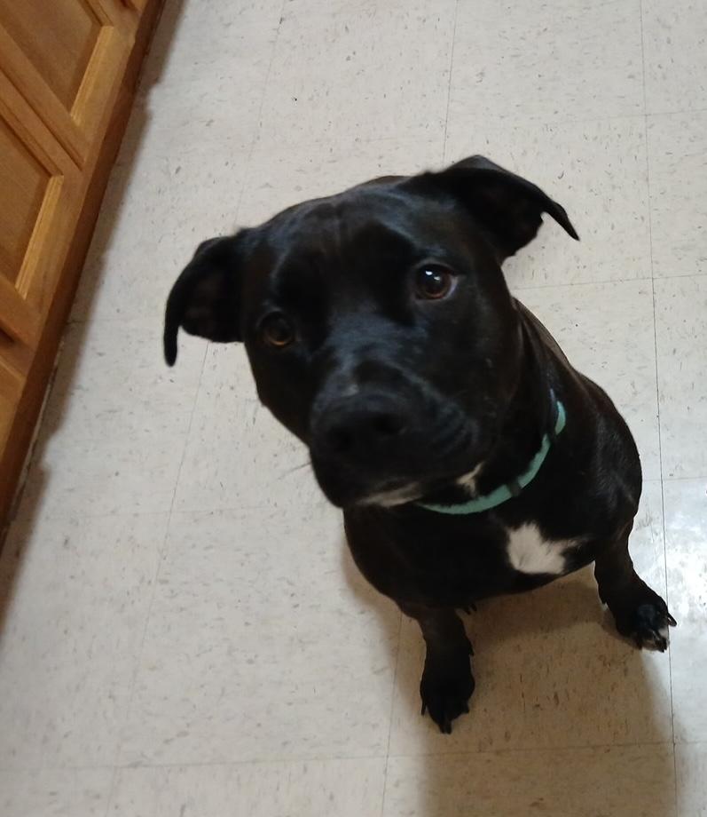 Enlarge Stella **Community post**, a Adoptable mixed breed in Floyd, VA image 4/4