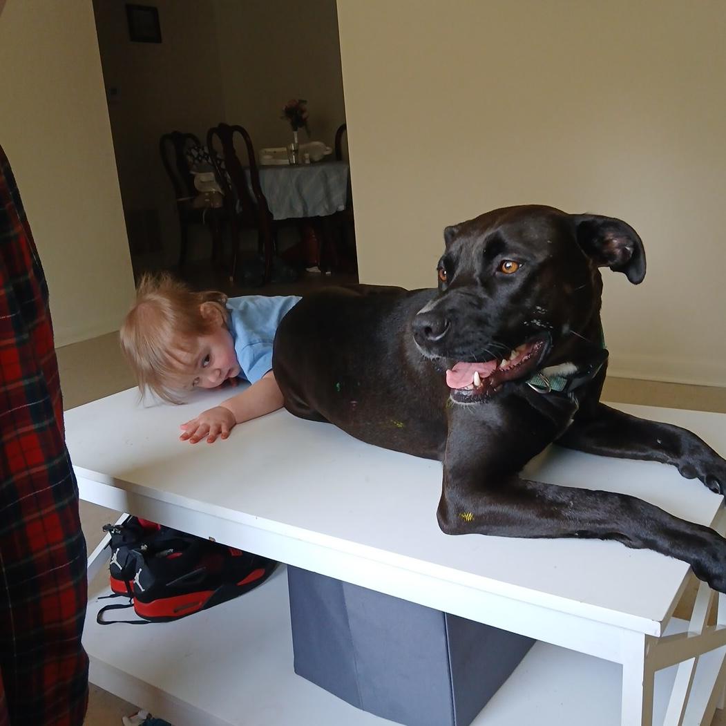 Enlarge Stella **Community post**, a Adoptable mixed breed in Floyd, VA image 1/4