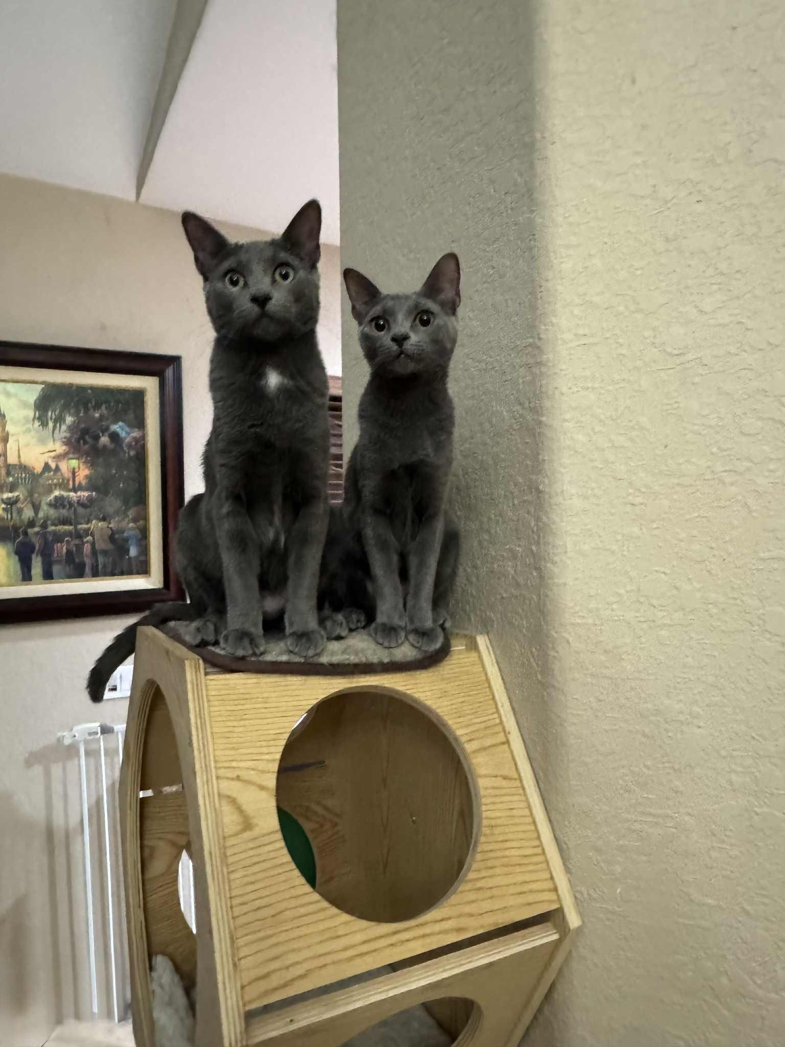 Enlarge Tammy & Jerry (BONDED PAIR), a Adoptable mixed breed in Miami, FL image 2/6