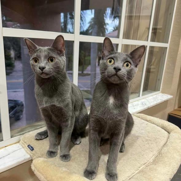 Enlarge Tammy & Jerry (BONDED PAIR), a Adoptable mixed breed in Miami, FL image 1/6