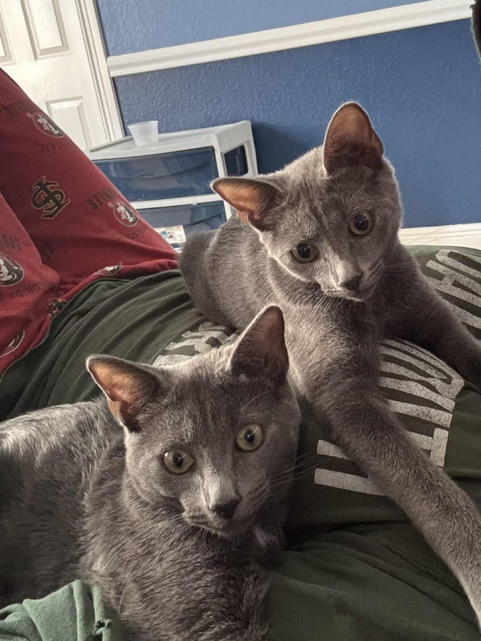 Enlarge Tammy & Jerry (BONDED PAIR), a Adoptable mixed breed in Miami, FL image 6/6