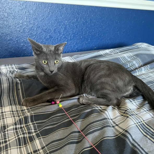 Tammy & Jerry (BONDED PAIR)