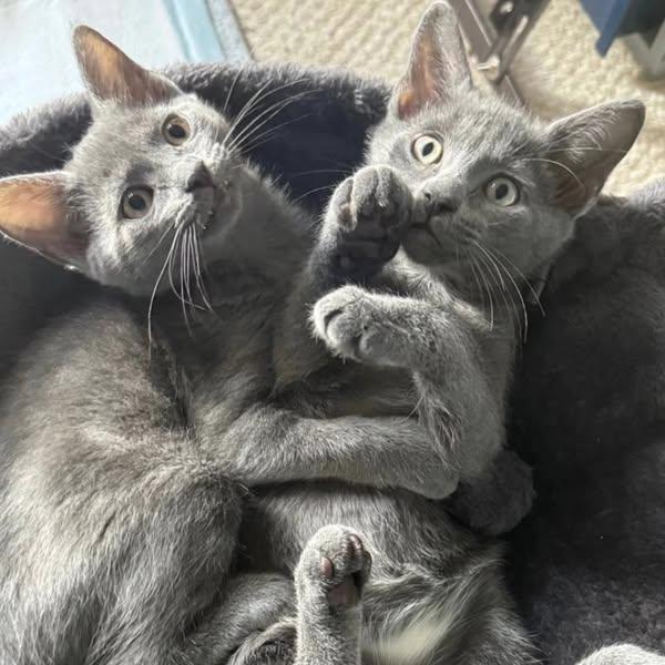 Tammy & Jerry (BONDED PAIR) photo 2